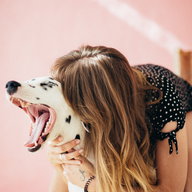 Dogfluencer: So wird dein Hund zum Social Media Star