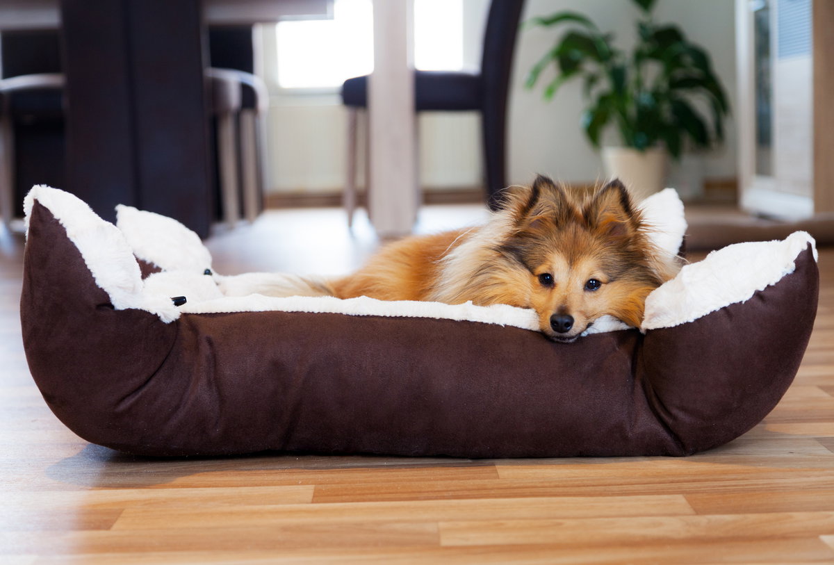 Diese Tipps helfen, wenn Ihr Hund erbricht.