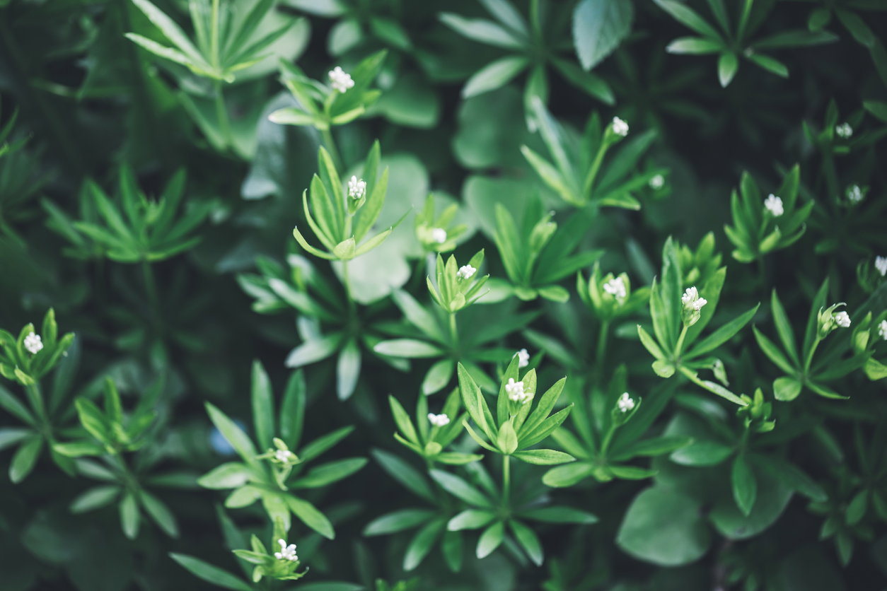 Waldmeister: 4 positive Effekte des Labkrauts