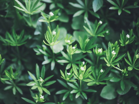 Waldmeister: 4 positive Effekte des Labkrauts