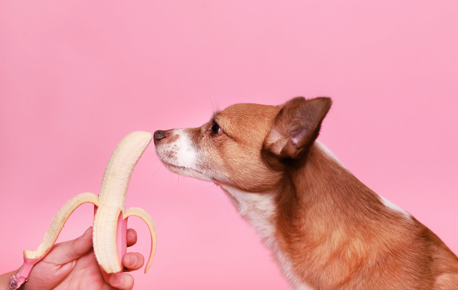 Diese 5 Lebensmittel sind pures Gift für Hunde!