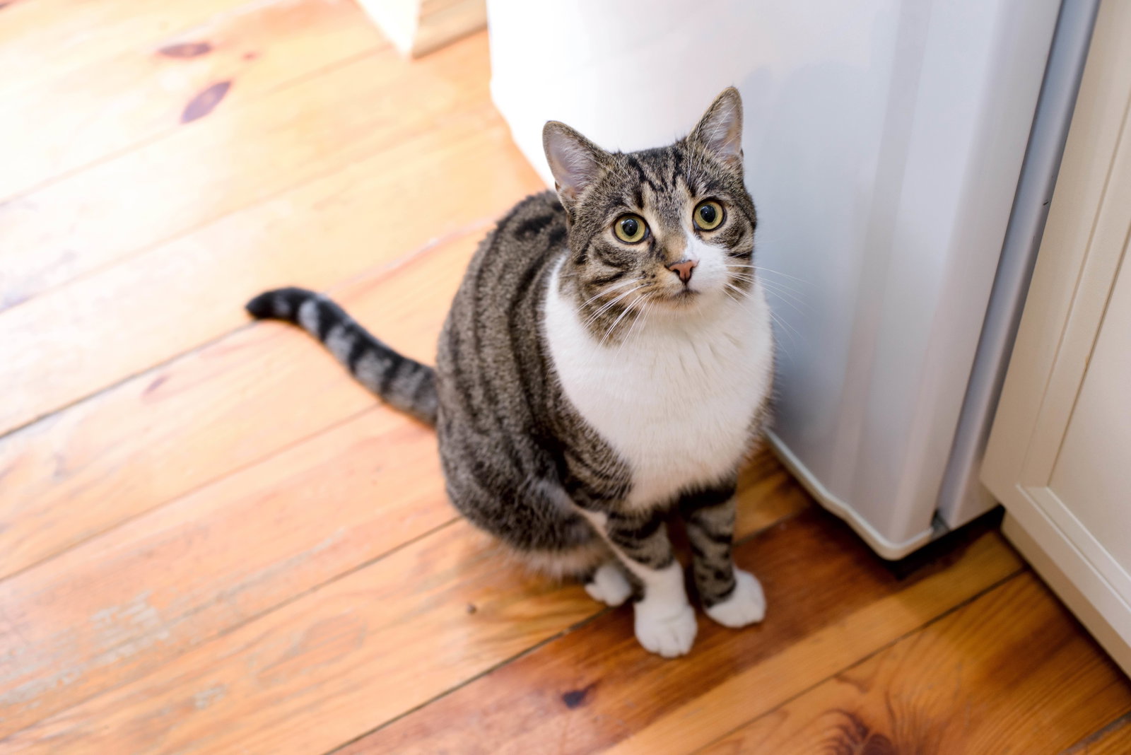 Trennungsangst bei Katzen: 5 Anzeichen, dass sie ihren Menschen vermissen 