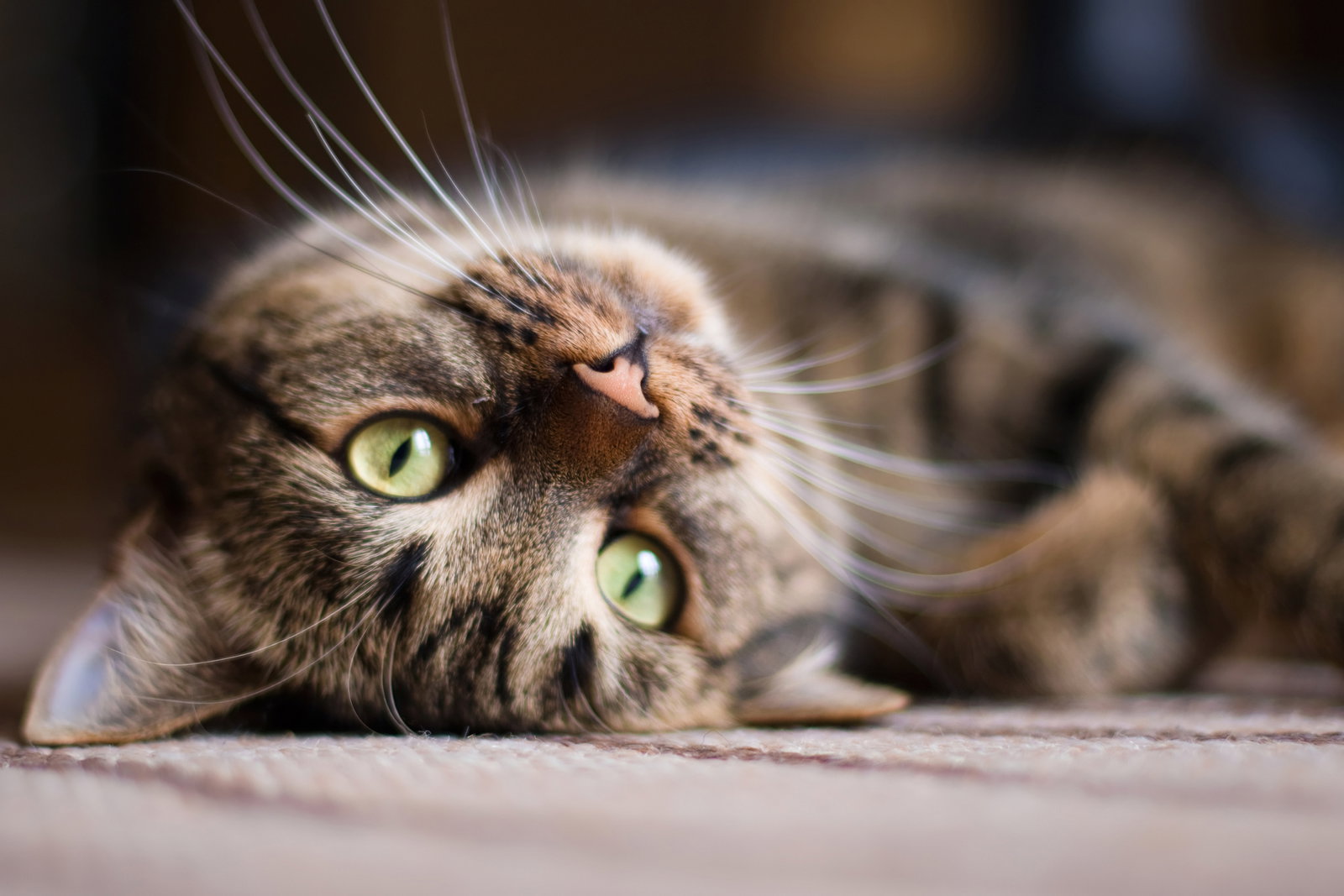 Diese 3 Pflanzen wirken wie Drogen auf Katzen