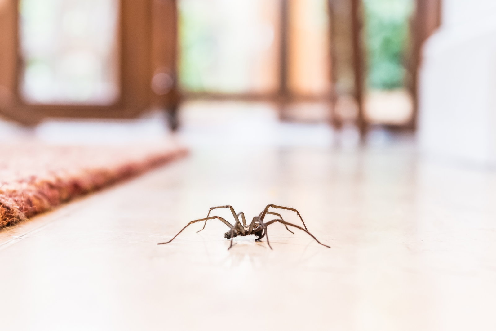 Warum jetzt so viele Spinnen Zuflucht in Ihrer Wohnung suchen