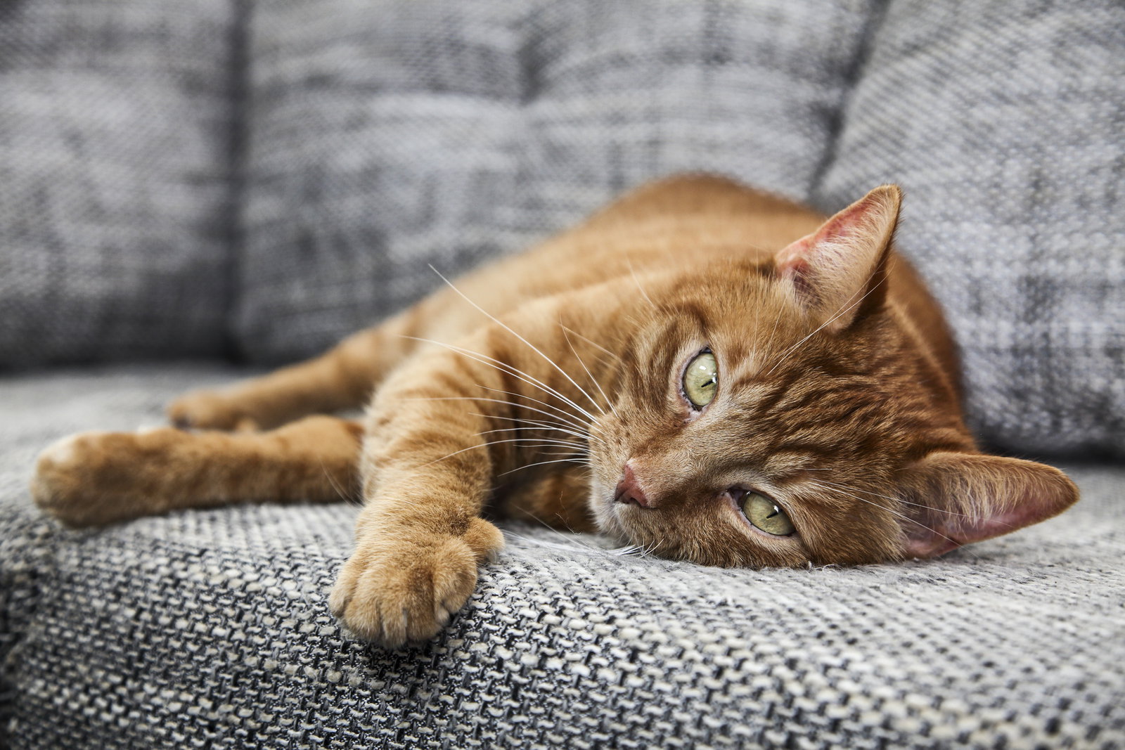 Diese 3 Dinge, die wir tun, hassen Katzen