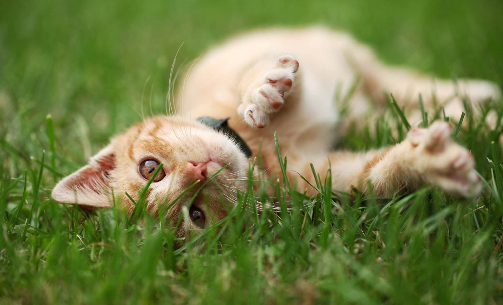 SO wichtig ist Freigang für Katzen wirklich – laut Tierarzt