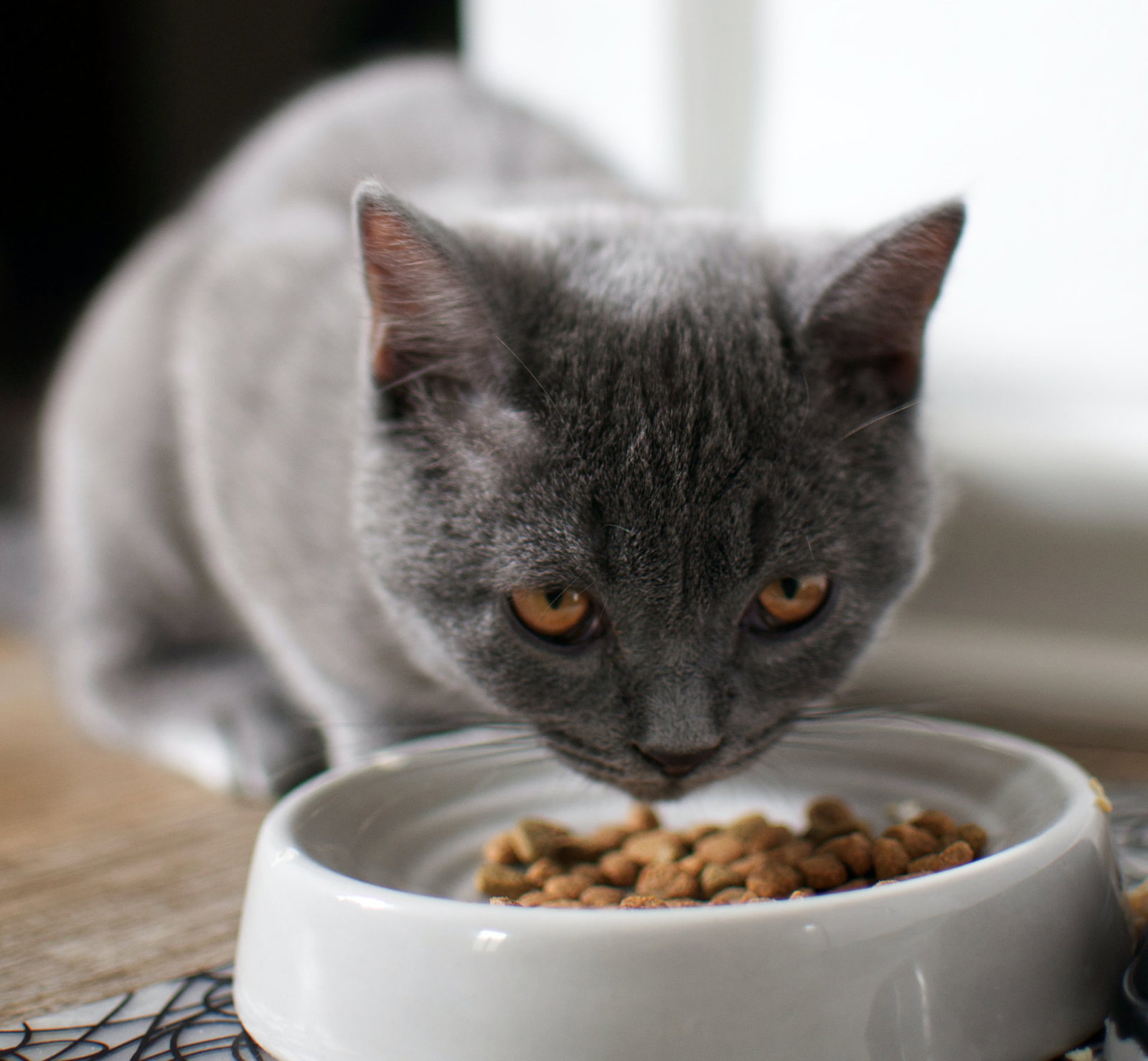 Mit diesen 4 Tipps kaufen Sie nie wieder das falsche Katzenfutter