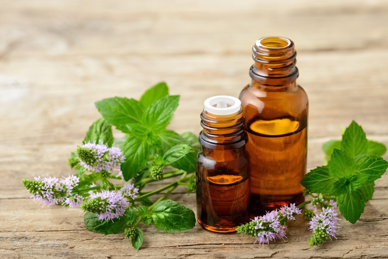 Minzöl: Inhaltsstoffe, Anwendung und Wirkung 