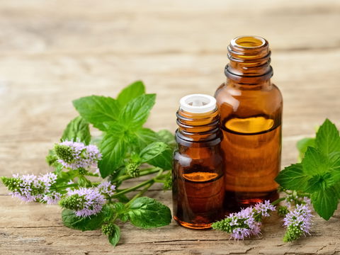 Minzöl: Inhaltsstoffe, Anwendung und Wirkung