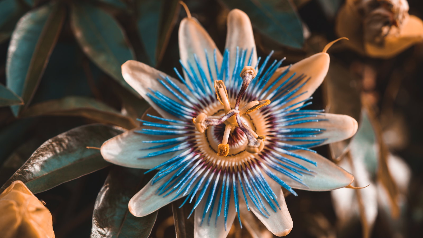 Passionsblume: Natürliche Hilfe bei Stress und Schlafstörungen