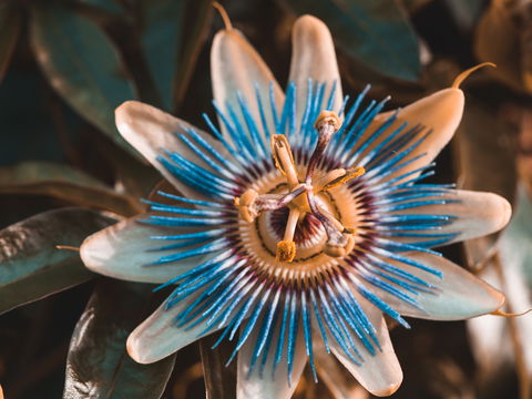 Passionsblume: Natürliche Hilfe bei Stress und Schlafstörungen