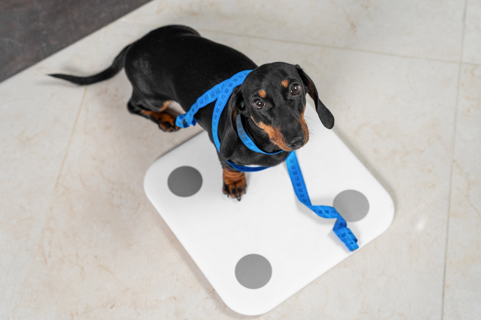 Hund mit Diabetes: Worauf muss ich achten?