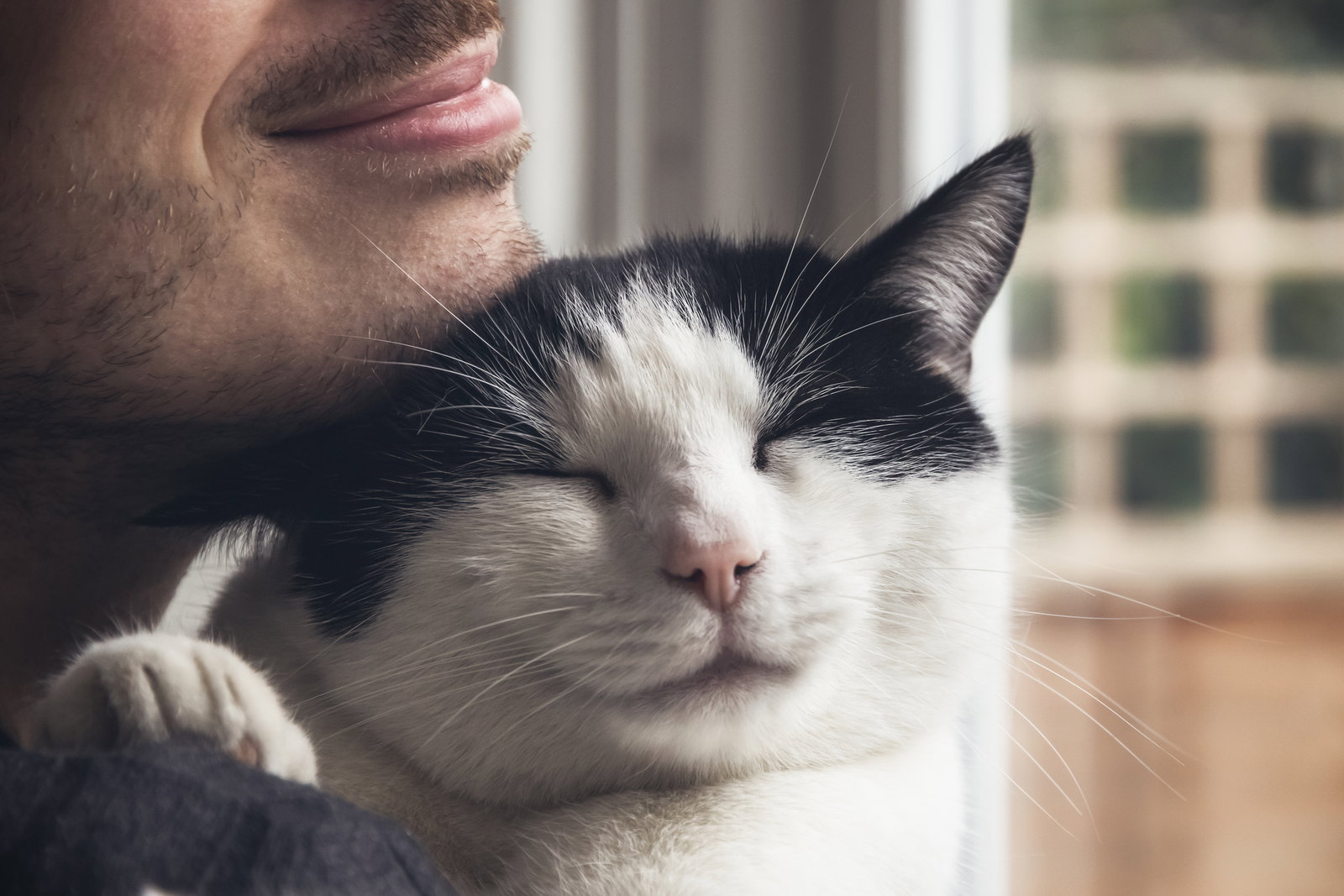 Katzenliebe verstehen: 5 eindeutige Liebesbeweise Ihrer Samtpfote