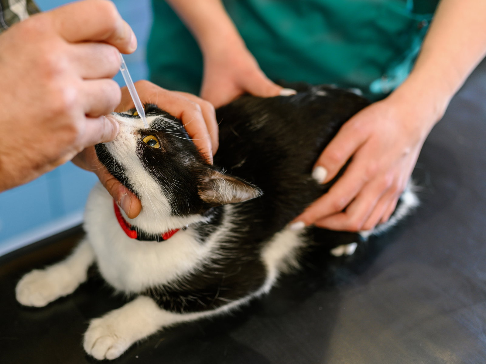 Bindehautentzündung bei der Katze: Tipps & Infos