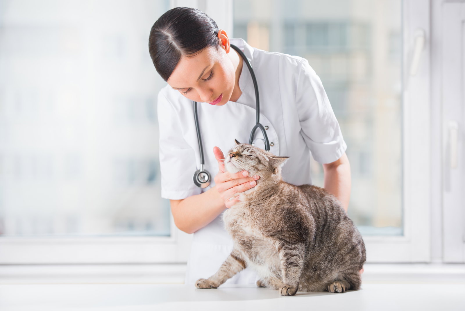 Diabetes bei Katzen: Symptome, Ursachen, Behandlung
