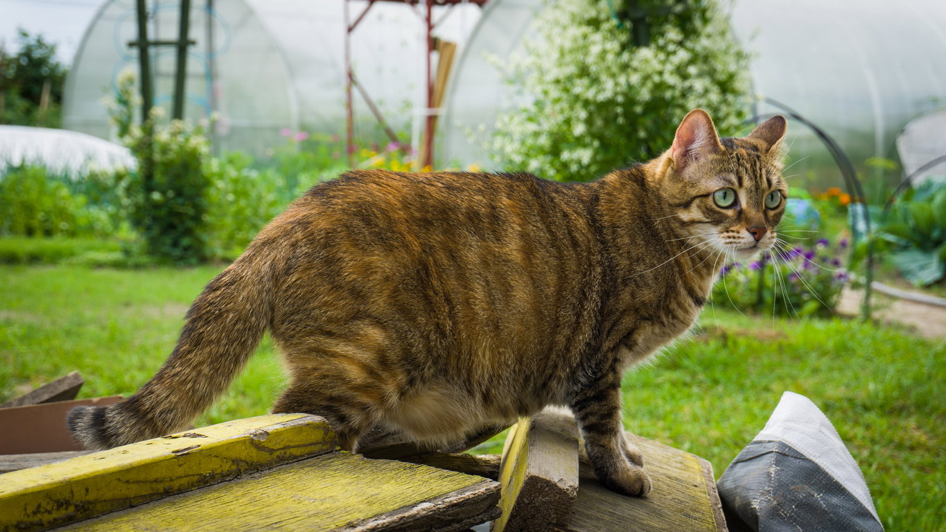 Hängebauch bei Katzen: Normal oder gefährlich?