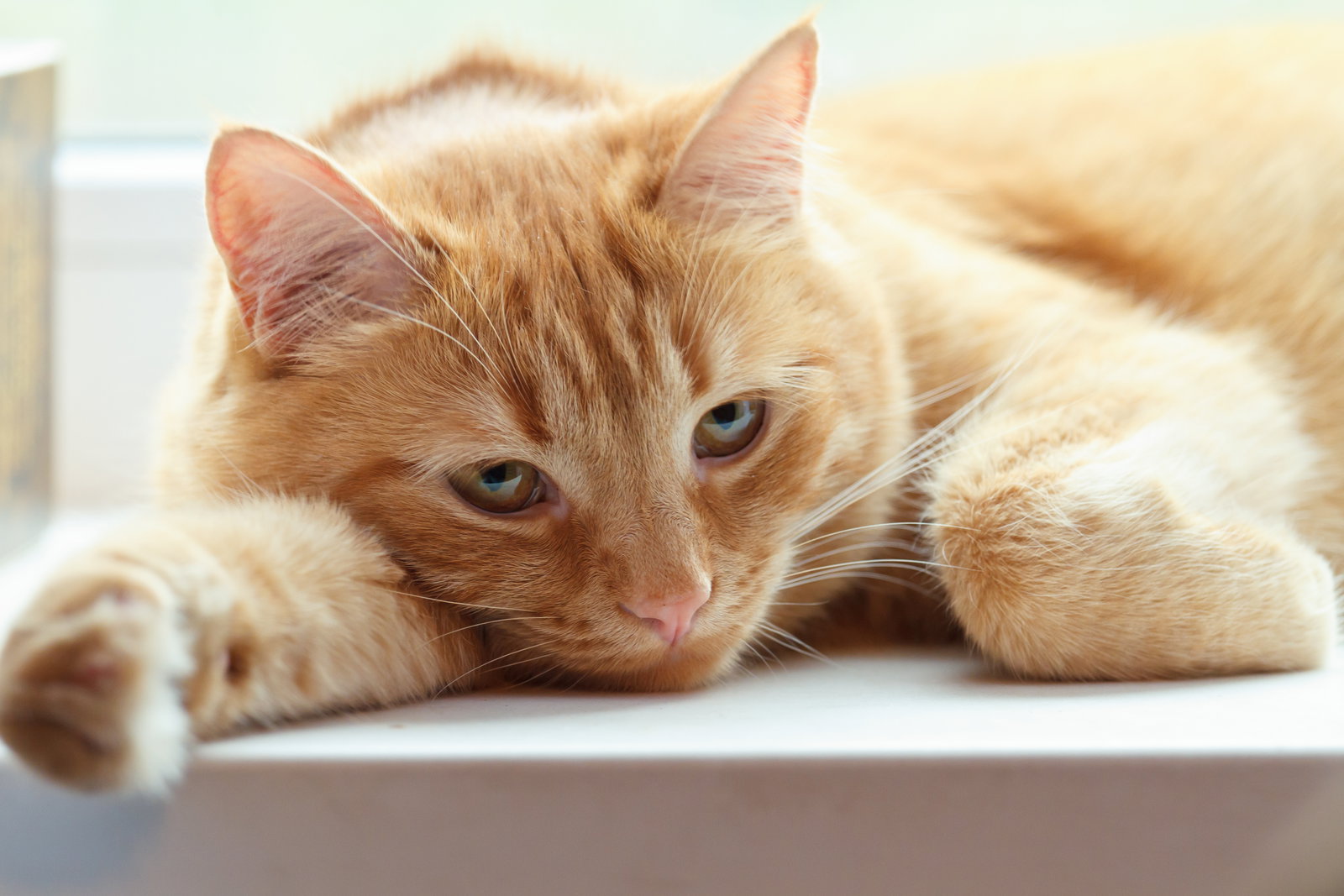 Depressionen bei Katzen: Symptome, Ursachen, Behandlung