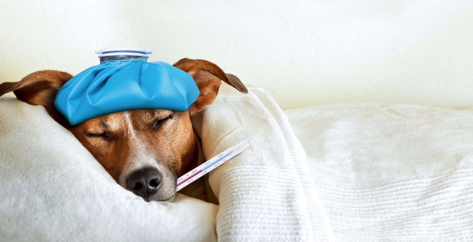 Erkältung beim Hund: Ursachen, Symptome und Pflegetipps