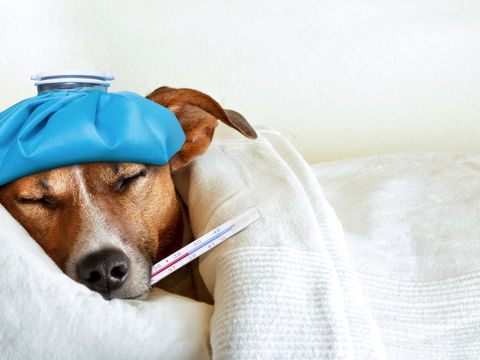 Erkältung beim Hund: Ursachen, Symptome und Pflegetipps