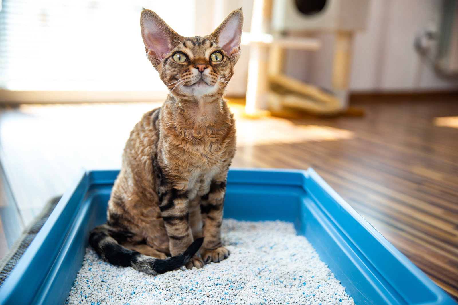 Verstopfung bei Katzen: So helfen Sie Ihrer Fellnase