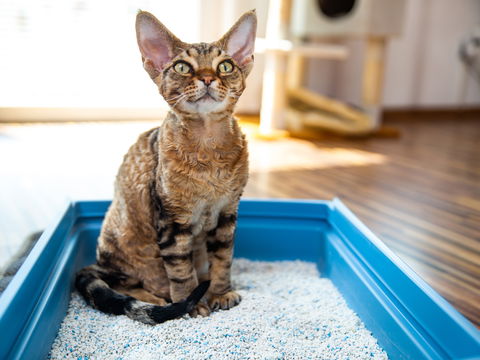 Verstopfung bei Katzen: So helfen Sie Ihrer Fellnase