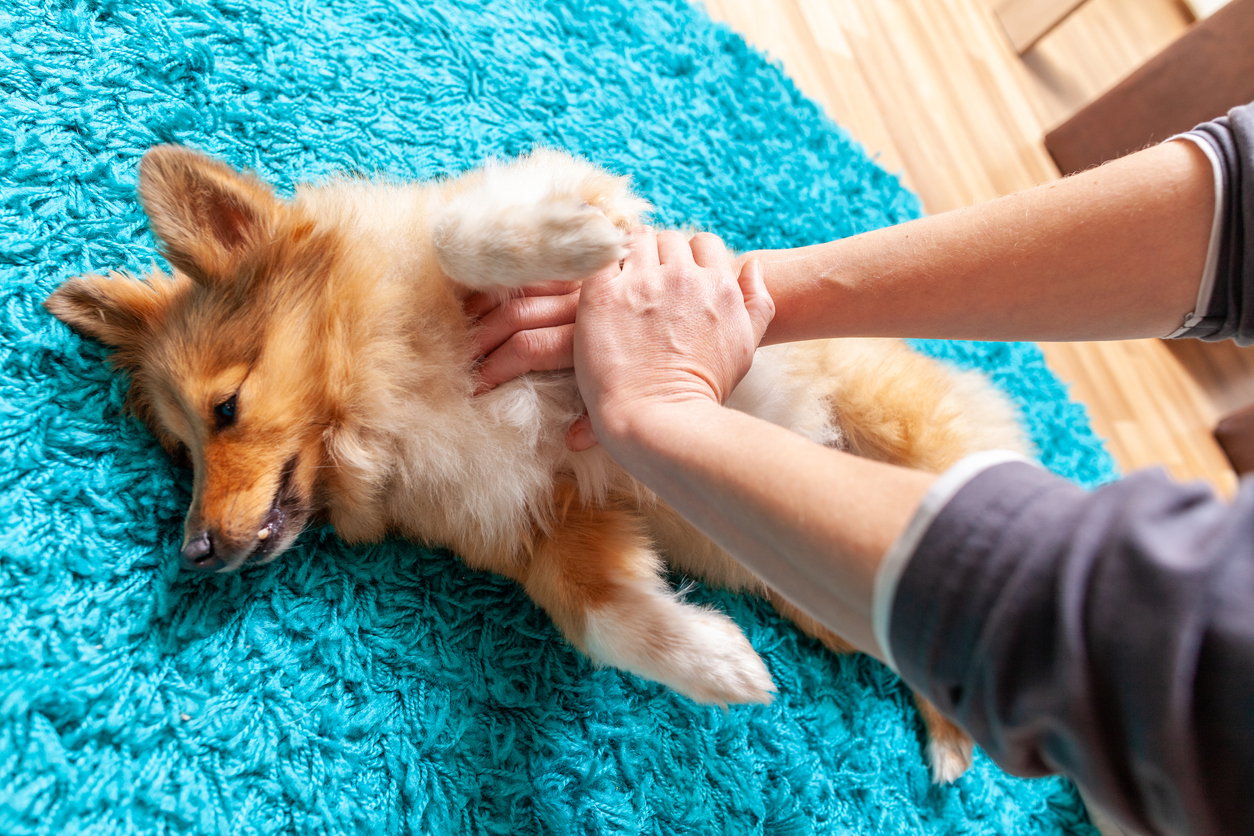 Erste Hilfe beim Hund: Was Sie jetzt wissen müssen