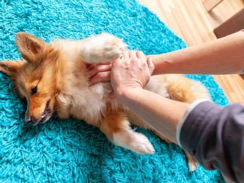 Erste Hilfe beim Hund: Was Sie jetzt wissen müssen