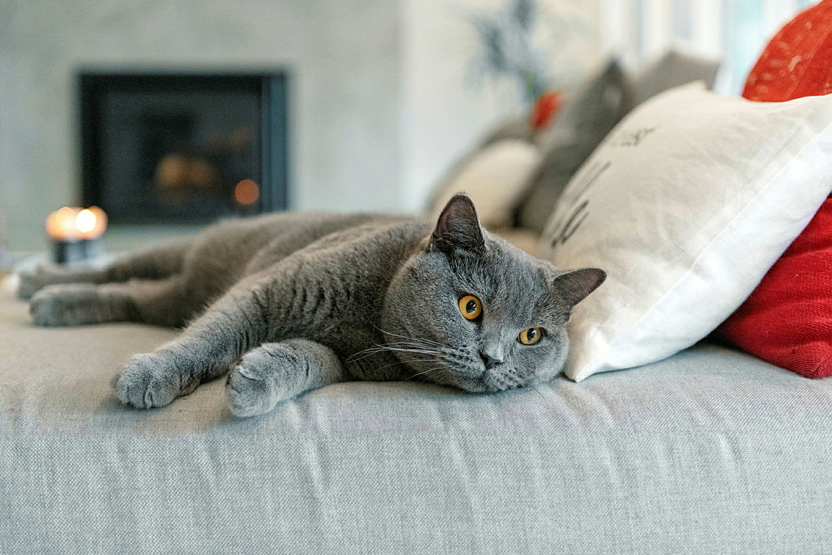Katzen alleine lassen: Die wichtigsten Tipps & Tricks  