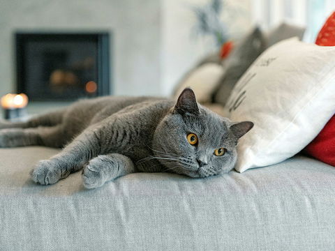 Katzen alleine lassen: Die wichtigsten Tipps & Tricks