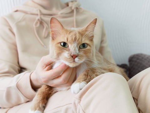 Verschmusten Katzenrassen für liebevolle Momente: 7 verkuschelte Fellnasen