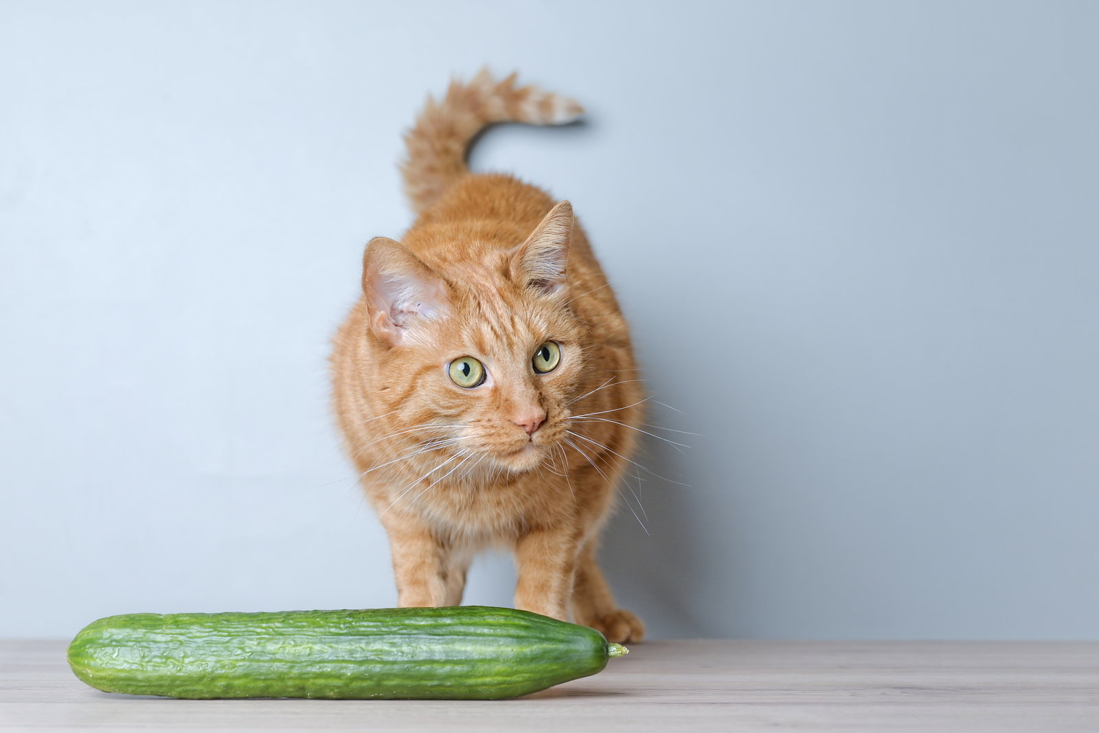 Warum haben Katzen Angst vor Gurken? Mögliche Erklärungen