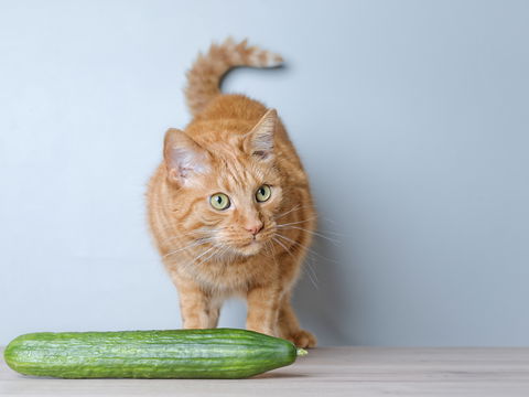 Warum haben Katzen Angst vor Gurken? Mögliche Erklärungen