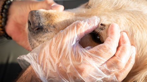 Zecke beim Hund entfernen: So geht's sicher und stressfrei!