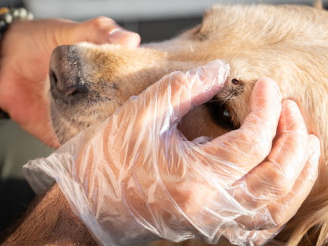 Zecke beim Hund entfernen: So geht's sicher und stressfrei!