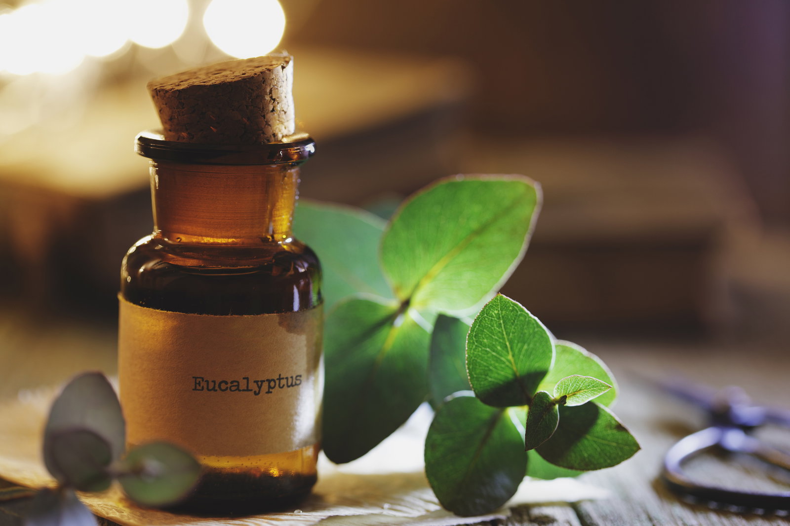 Eukalyptus gegen Mücken: Einfaches Rezept zum Selbermachen