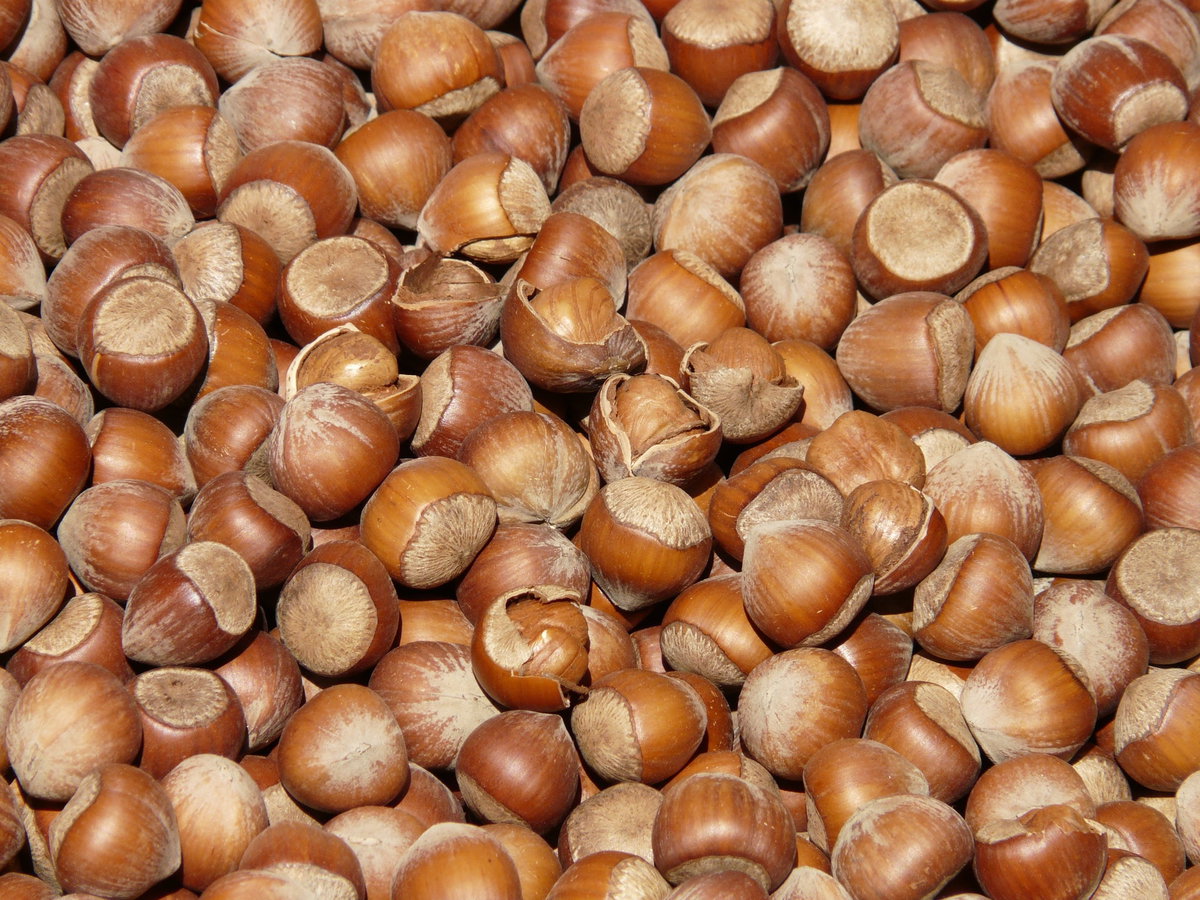 Viele Haselnüsse