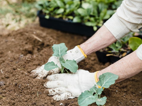 Eisheilige vorbei: Diese 5 Pflanzen dürfen ab heute endlich ins Beet (und so überleben sie garantiert)