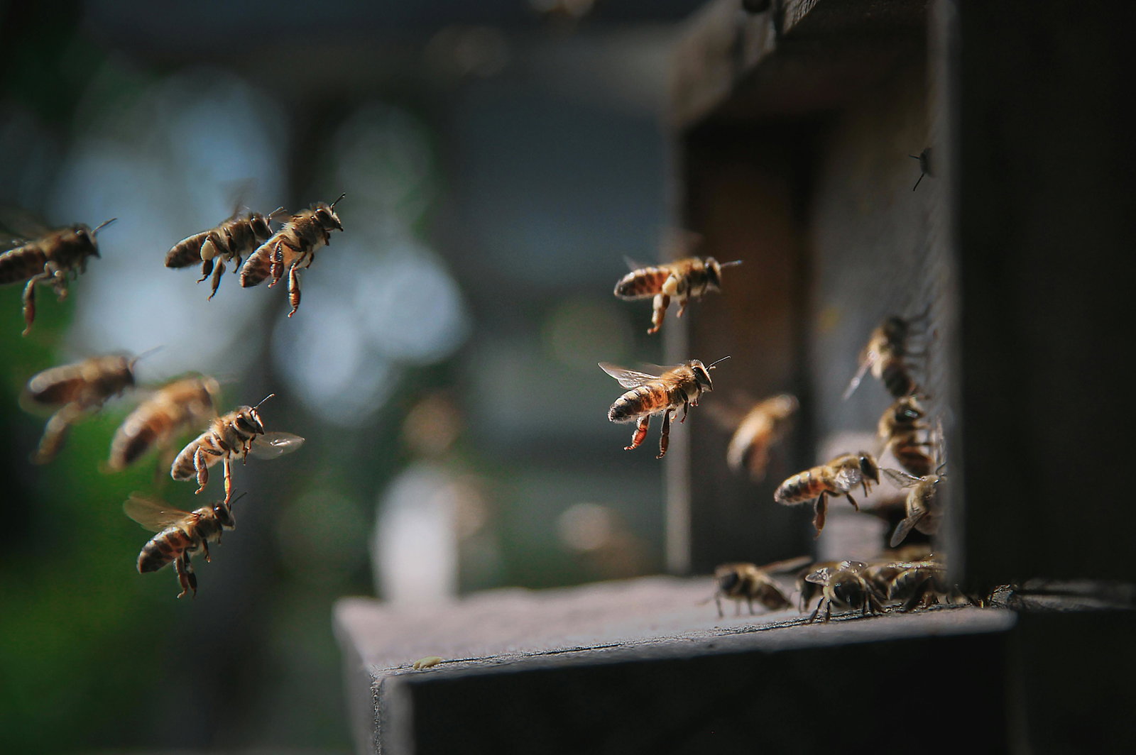 Weltbienentag 2026: Flüssiges Gold – Warum Honig besonders gesund für den Körper ist