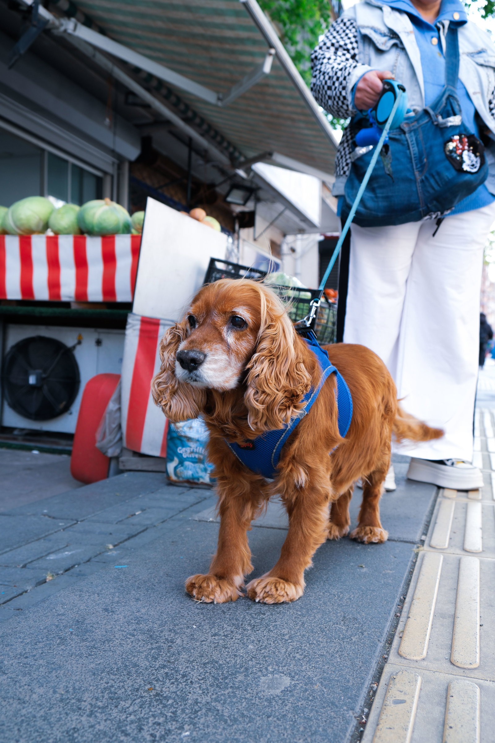 Hund hat Kirschen gefressen: Wie gefährlich sind die Kerne wirklich?