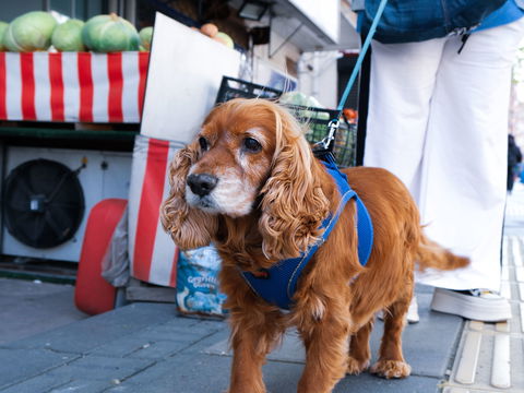 Hund hat Kirschen gefressen: Wie gefährlich sind die Kerne wirklich?