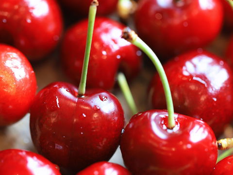 Kirschen-Warenkunde: Warum die roten Sommerfrüchte echte Fitmacher sind