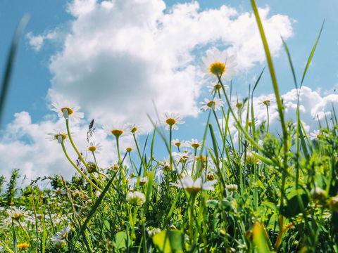 Bauernregel im Juni: Was uns die Schafskälte über den restlichen Sommer verrät