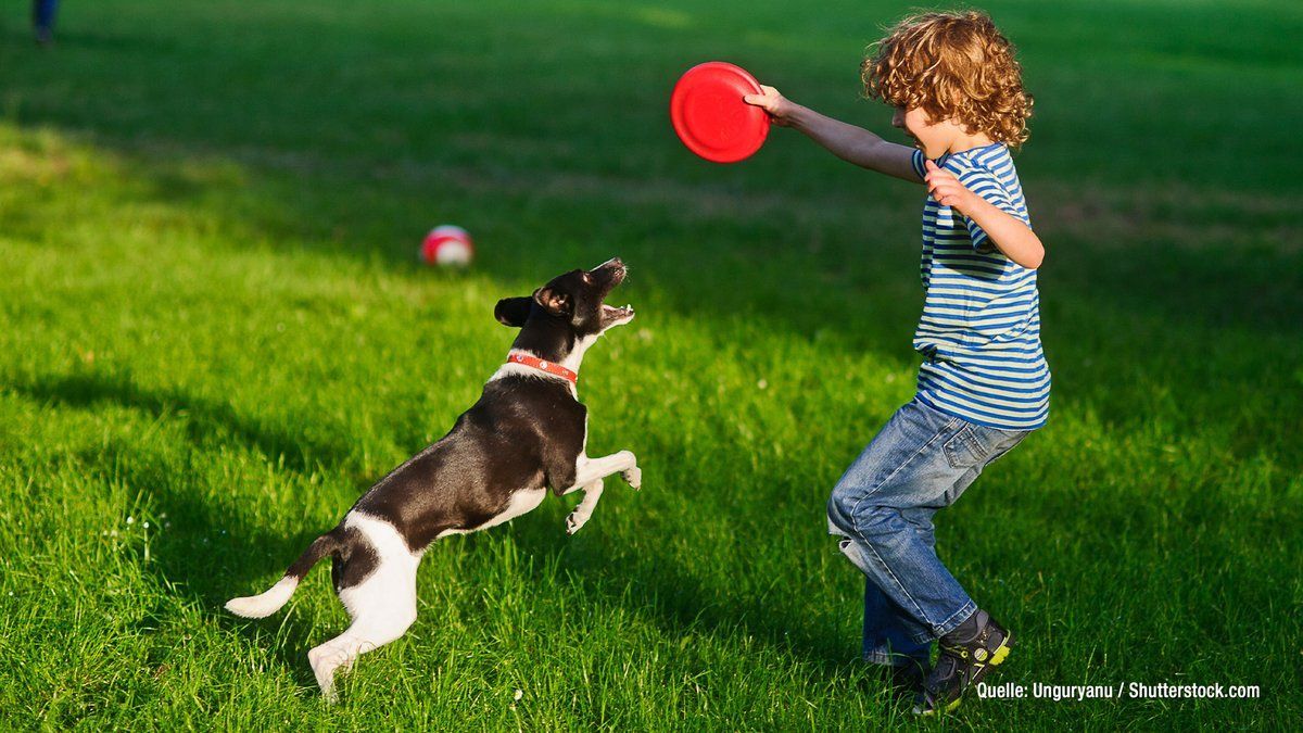 Darum wedeln Hunde mit ihrem Schwanz