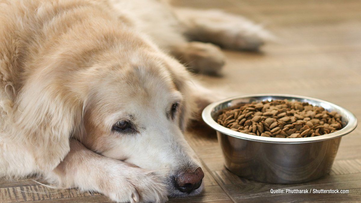 Ist euer Hund traurig? Das könnte dahinter stecken