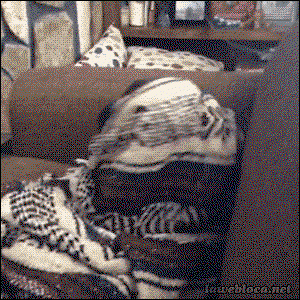 Hund versteckt sich