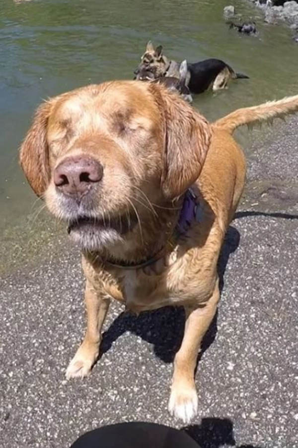Hund ohne Augen