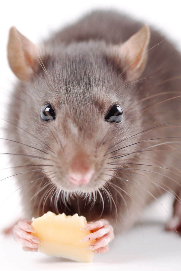 Oh bist du süß, ach ne, du bist 'ne Ratte!