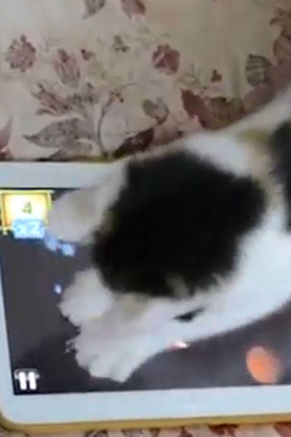 Katze spielt Fruit Ninja