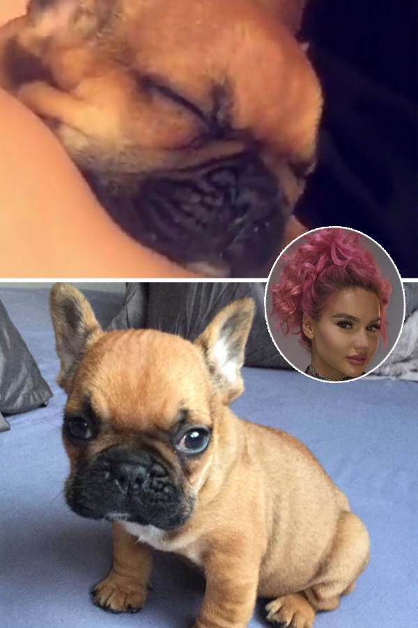 Shirins süßer Hund