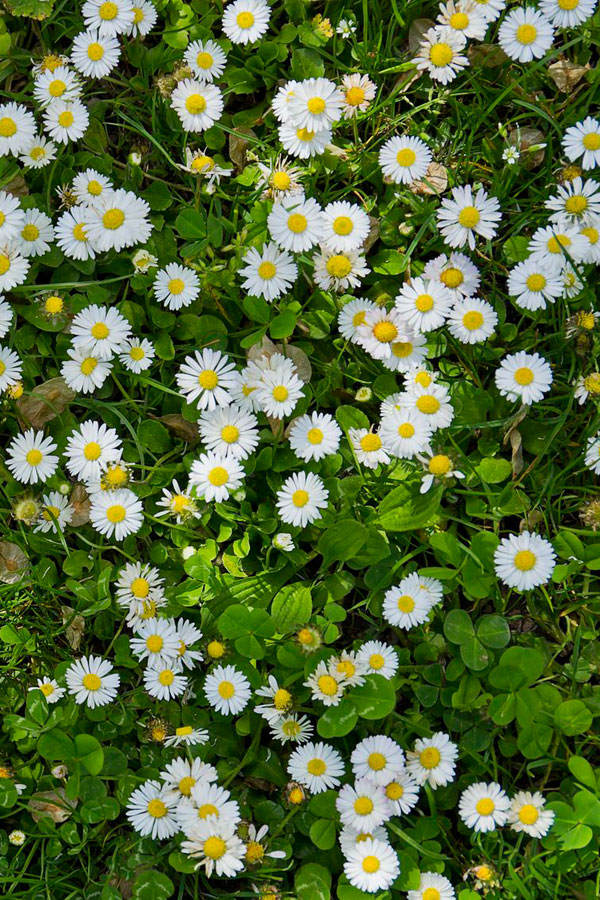 Geburtsblume April